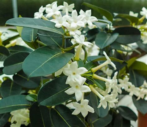The profound meaning of jasmine and its cultural myths in history and spirituality
