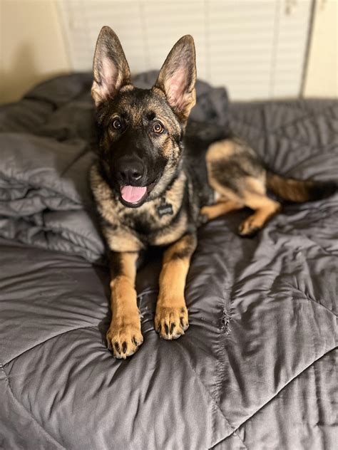 East German Shepherd Dogs