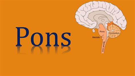 Image result for Pons Function