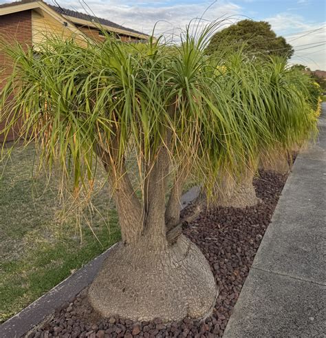 Largest Ponytail Palm Plant
