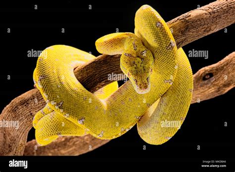 Image result for Black Green Tree Python