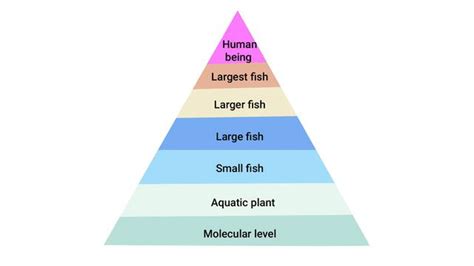Environmental Chemistry - Important Diagrams
