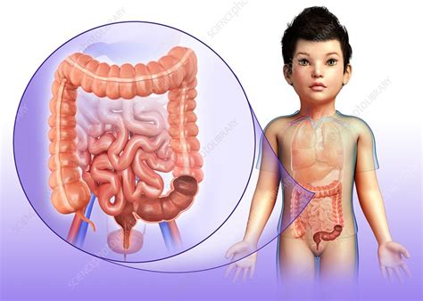 Image result for Child Digestive System