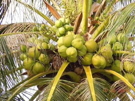 Eroanvia Maypan Coconut Coconut Tree Plant Hybrid (Plant height 1.5-2.5 ...