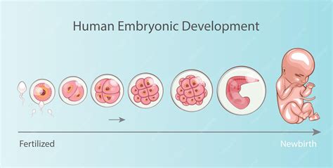 Image result for Pre-Embryonic Development