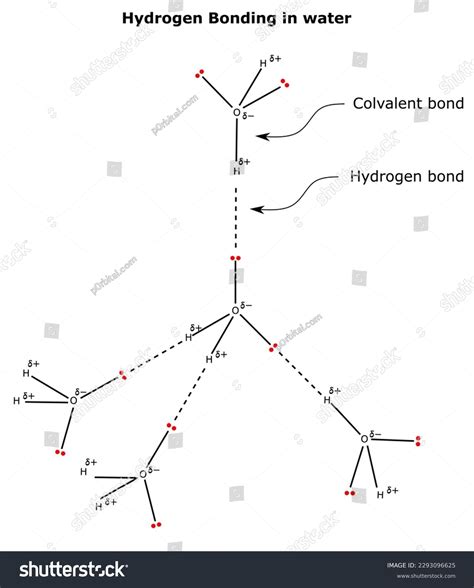 Hydrogen Bonding Covalent Bond Among Water Stock Vector (Royalty Free ...