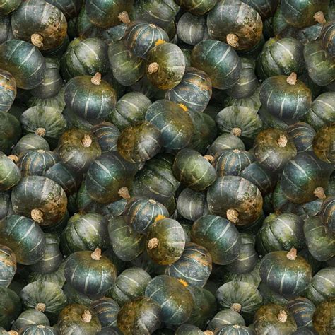 The Secret Life of Squirrels III Forest Pumpkins Digital Fabric by Nancy Rose - Clothworks | My ...