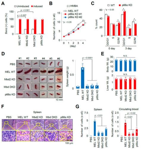 Development of a MEL Cell-Derived Allograft Mouse Model for Cancer Research