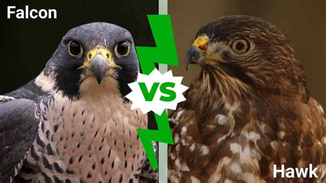 What Are the Differences Between a Hawk and a Falcon?