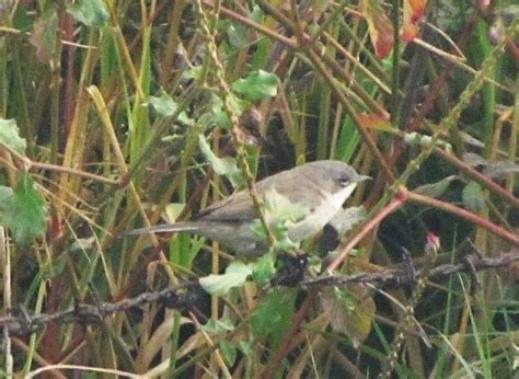 Birds of IIT Kanpur: Unidentified Bird Photographs: Bird IDs needed