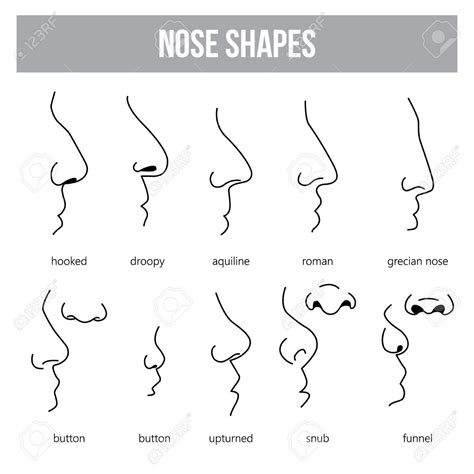 Human Nose Types Chart