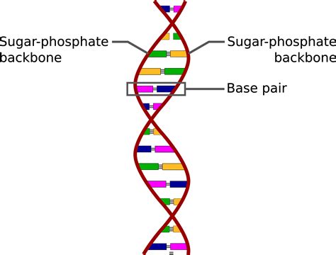 The Structure of DNA | Mooramo