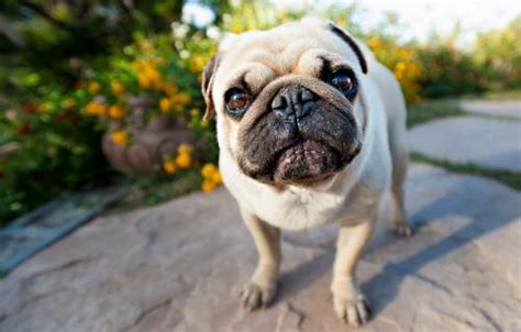 教你如何挑选一只可爱的巴哥幼犬！