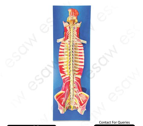 Buy Spinal Cord in the Spinal Canal Model – Life-Size Nervous System A ...