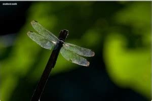 Wings Wall Art | Artist: Avadhesh Malik Photographic Paper - Abstract ...