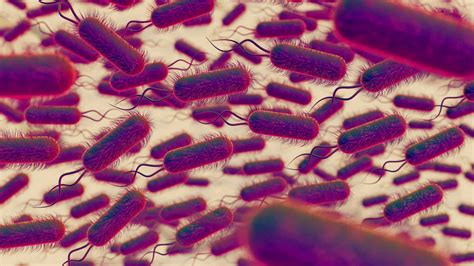 Campylobacter Infection: Symptoms, Causes, Diagnosis, Treatment and ...