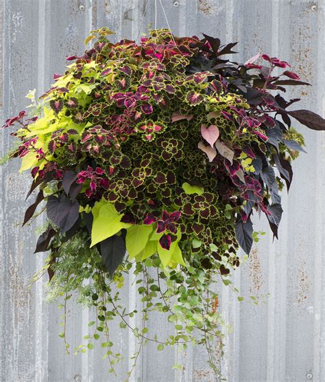 Impressive Info About Outdoor Plant Hanging Baskets Vertical Pocket ...