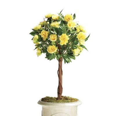 Peony Bush Topiary | Frontgate