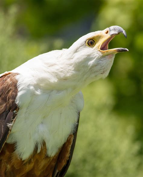 Fish Eagle Bird Raptor - Free photo on Pixabay - Pixabay