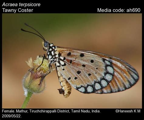 Acraea terpsicore | Butterfly