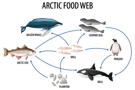 What Is a Food Web? Definition, Types, and Examples