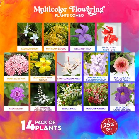 Multi Color Plants Combo – Santhi Online Plants