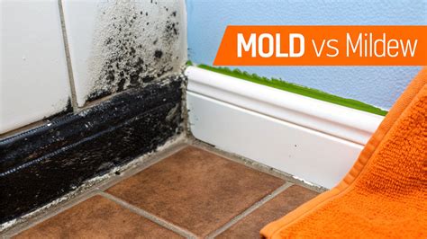 Black Mold vs. Mildew: A Guide for Orange County Homes in 2026