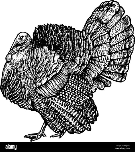 What Does A Turkey Drawing Look Like at Jamie Heyne blog