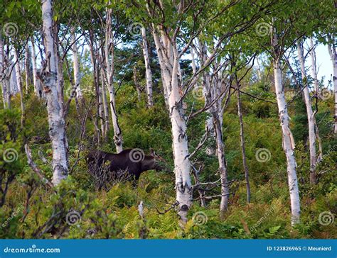Landscape of Gaspesie National Park Stock Image - Image of beach ...