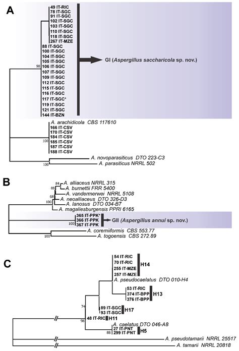 Deep Genotypic Species Delimitation of Aspergillus Section Flavi ...