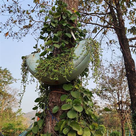 SIMILIPAL ECO COTTAGE (Purunapani) - Hostel Reviews & Photos - Tripadvisor