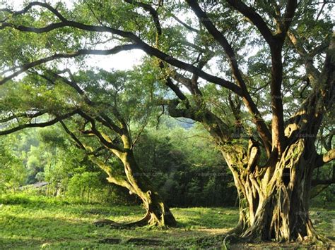 独木成林的大榕树高清图片下载-正版图片500901914-摄图网