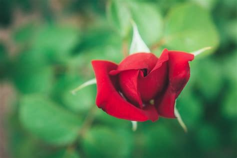 Red rose buds growing in the garden. | Premium Photo