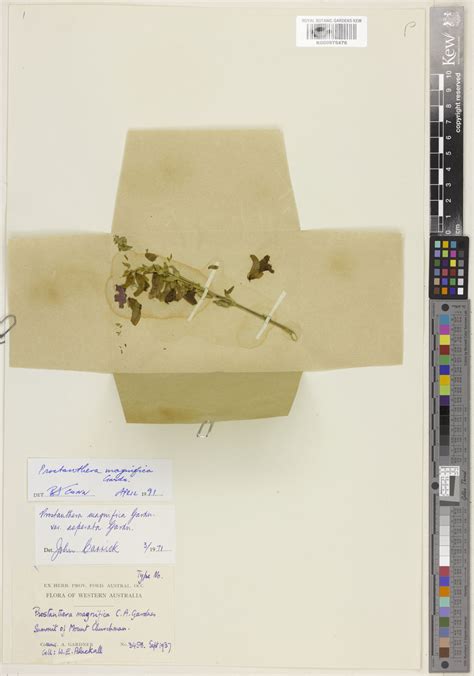 Prostanthera magnifica C.A.Gardner | Plants of the World Online | Kew ...