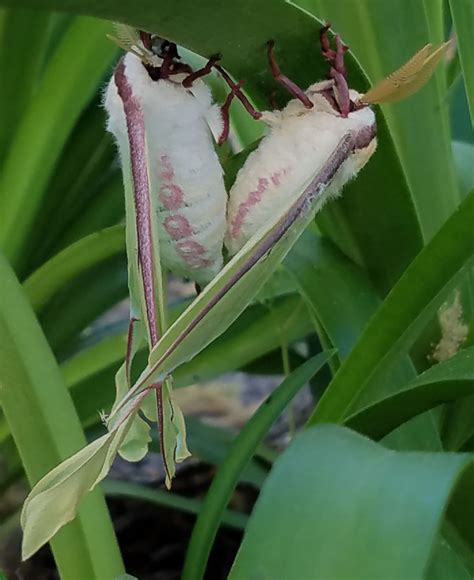 Luna Moth, characteristics, size, photographs, life span