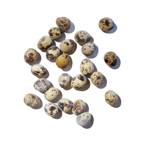 Is Quail Egg Bad For Cats at Tamara Hall blog
