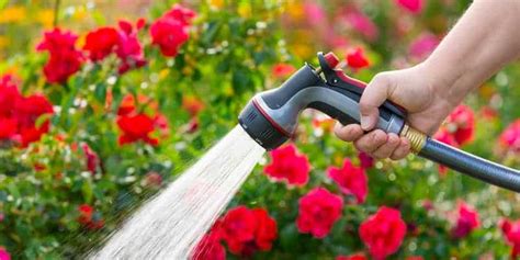 Planting Roses Tips 的图像结果