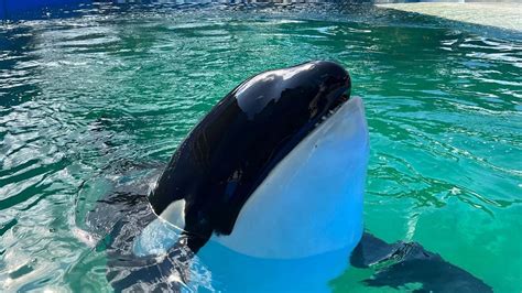 What is the lifespan of orca whales? Miami Seaquarium's Lolita dies ...