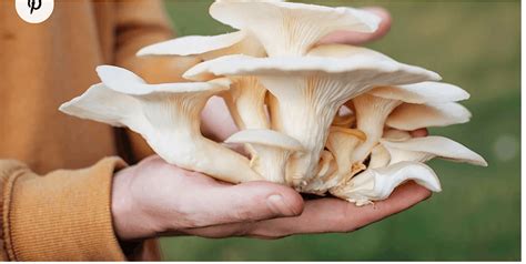 Mushroom Growing Presentation, Moorings Sociable Club, London, UK ...