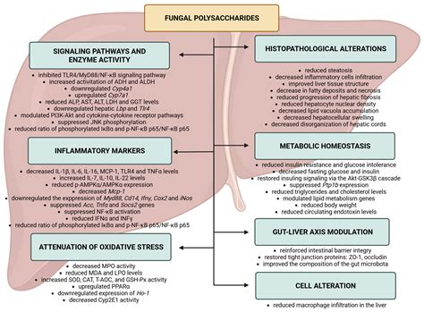 Fungal Polysaccharides as Modulators of Molecular Pathways in Liver Health