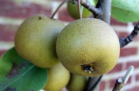 Are Asian Pears Bad For Dogs