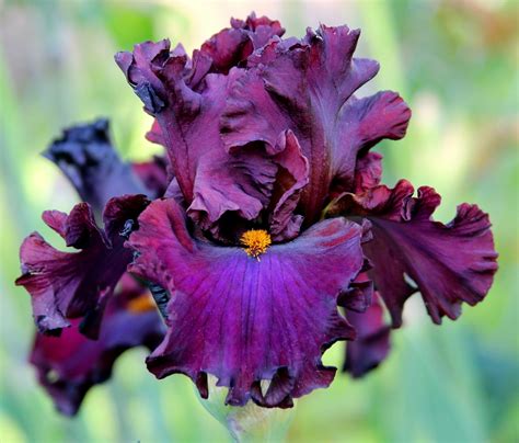 Where Should I Plant Irises at Milla East blog