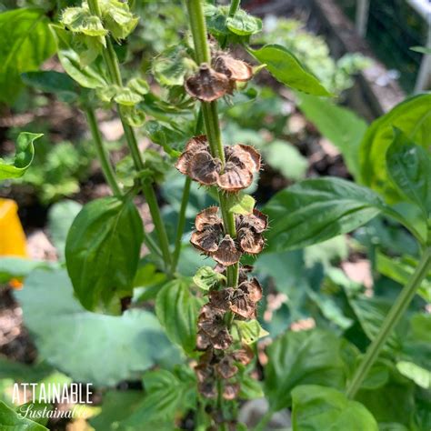 How to Harvest Basil Seeds: A Step‑by‑Step Guide for Home Gardeners ...