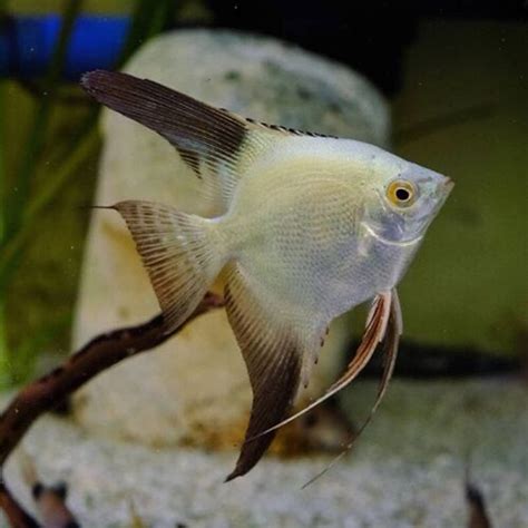 Bulgarian Seal Point Angel Fish – Best4Pets