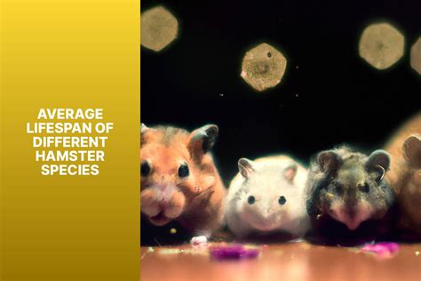 Hamster Haven: How Long Do Pet Hamsters Live? - palswithpets.com