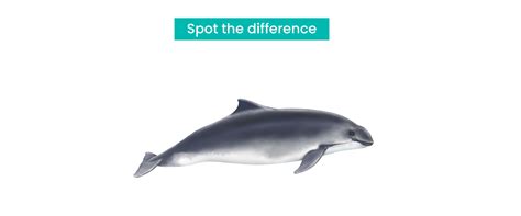 Harbour Porpoise - Preview