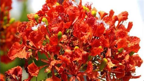 Spice of Life | Flamboyant in bloom, Gulmohar gives hope
