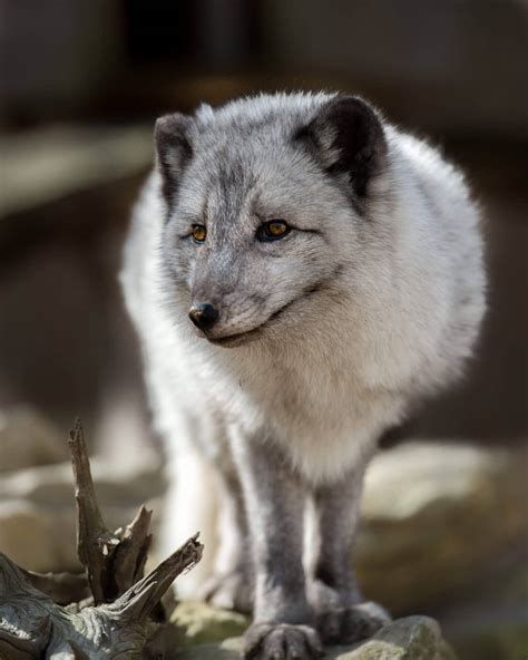 Arctic Fox | Artie Bio | Endangered Wolf Center