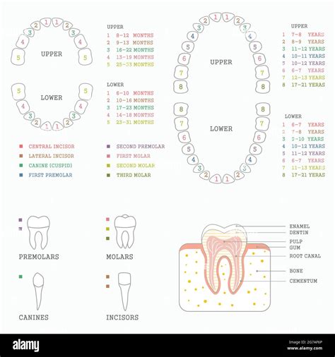 Tooth chart hi-res stock photography and images - Alamy