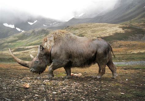 An artist’s impression of the prehistoric woolly rhinoceros (Coelodonta) that lived in Eurasia ...